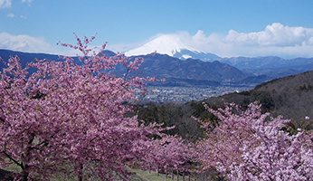 中井中央公園